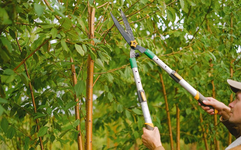 Tree trimming in Sobieski, WI