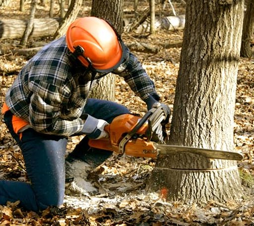 Tree Removal in Sobieski, WI